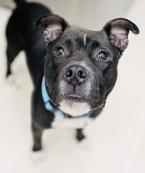 Rescue Staffordshire Bull Terrier Dogs for Adoption in Germantown, Ohio - Milo The Meatball | PetCurious