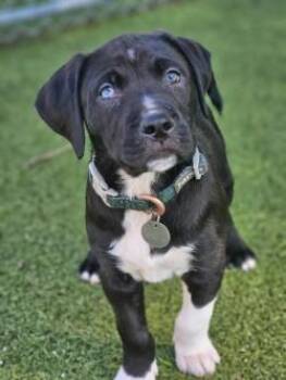 Mixed Breed Dogs Available for Adoption in Savannah, Georgia - Cash | PetCurious