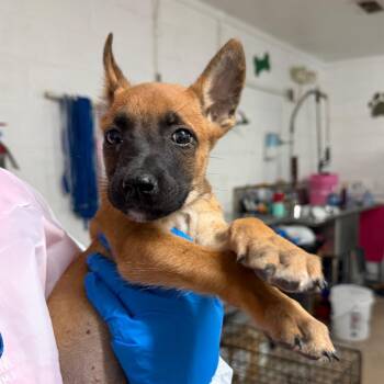 Fufu -  German Shepherd Dog and Mixed Breed Dog for Adoption in Edinburg, Texas - Fufu | PetCurious