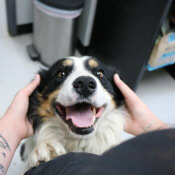Max -  Australian Shepherd Dog for Adoption in La Grande, Oregon - Max | PetCurious