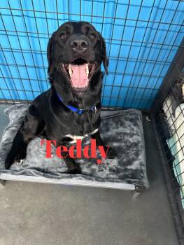 Rescue Black Labrador Retriever and Golden Retriever Dogs for Adoption in Baudette, Minnesota - TEDDY | PetCurious