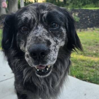 Bo* -  Bernese Mountain Dog and Australian Shepherd Dog for Adoption in Waynesville, North Carolina - Bo* | PetCurious