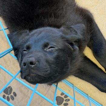 Oakley -  Mixed Breed Dog for Adoption in Olathe, Kansas - Oakley | PetCurious