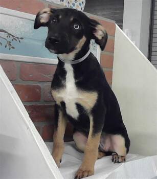 Labrador Retriever and Mixed Breed Dogs Available for Adoption in Houston, Texas - MICAH | PetCurious