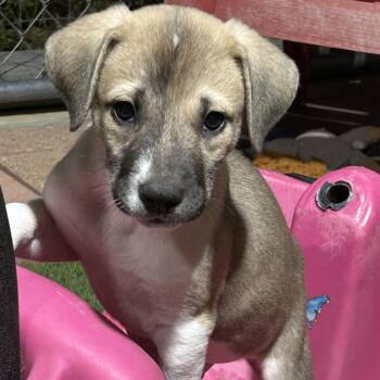 Biscuit -  Pit Bull Terrier Dog for Adoption in Krum, Texas - Biscuit | PetCurious