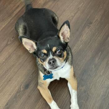 Pokey -  Chihuahua Dog Available for Adoption in Plainfield, Illinois - Pokey | PetCurious