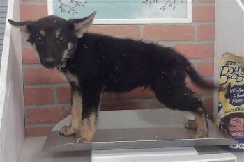 BUCKY -  German Shepherd Dog and Mixed Breed Dog for Adoption in Houston, Texas - BUCKY | PetCurious