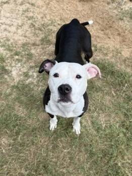Dutchess -  Pit Bull Terrier and Mixed Breed Dog for Adoption in Atlanta, Georgia - Dutchess | PetCurious