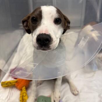 Terrier Dogs Available for Adoption - Gabriella | PetCurious
