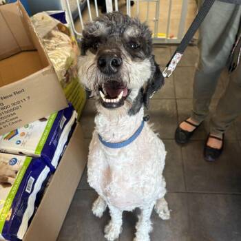 Fenrir -  Poodle and Bernese Mountain Dog Dog for Adoption in Clavet, Saskatchewan - Fenrir | PetCurious