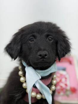 Mini bear-One of our Amazing Rescue Dogs -  Flat Coated Retriever and Spaniel Dog for Adoption in Carlsbad, California - Mini Bear-One Of Our Amazing Rescue Dogs | PetCurious