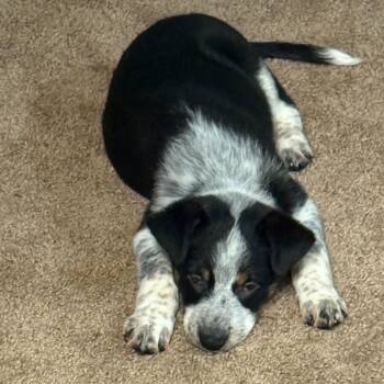 Rescue Border Collie and Mixed Breed Dogs for Adoption in Glenfield, New York - Holly | PetCurious