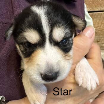 Mixed Breed Dogs Available for Adoption in Bartlett, Tennessee - Star | PetCurious