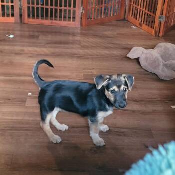 Winnie -  Labrador Retriever and German Shepherd Dog Dog for Adoption in New London, Wisconsin - Winnie | PetCurious