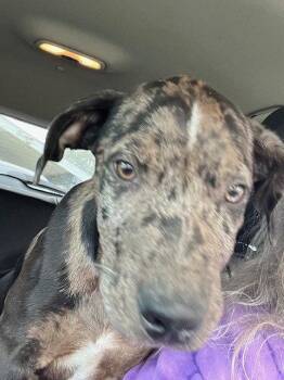 Demitra -  Labrador Retriever and Catahoula Leopard Dog Dog for Adoption - Demitra | PetCurious