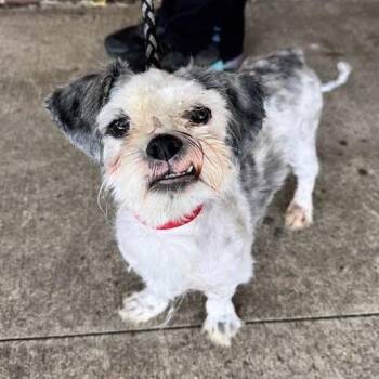 Tito -  Mixed Breed Dog for Adoption in Waterloo, Iowa - Tito | PetCurious