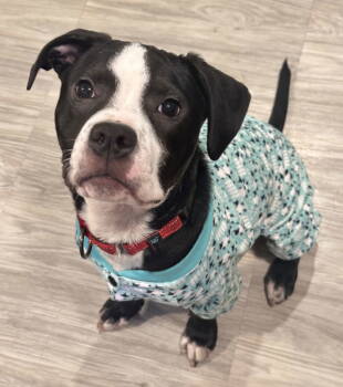 Rescue Boxer Dogs for Adoption in Brooklyn Center, Minnesota - Herman | PetCurious