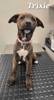 Trixie Yrly 437 -  Hound Dog for Adoption in Sidney, Ohio - Trixie Yrly 437 | PetCurious