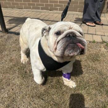 Nasir -  English Bulldog Dog for Adoption in Chicago, Illinois - Nasir | PetCurious