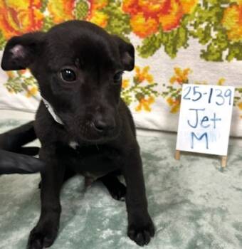 Rescue Labrador Retriever and Mixed Breed Dogs for Adoption in Barnesville, Georgia - 25-139 Jet | PetCurious
