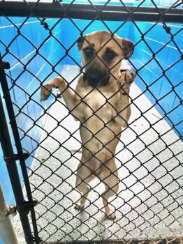 Shepherd Dogs Available for Adoption in Muskegon, Michigan - Annabelle | PetCurious