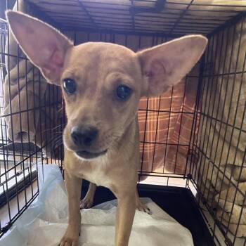 Jayce -  Terrier and Mixed Breed Dog for Adoption in Laredo, Texas - Jayce | PetCurious