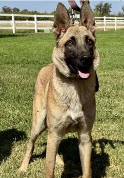 Winnie and Winston -  Belgian Shepherd Malinois Dog for Adoption in Davis, California - Winnie And Winston | PetCurious