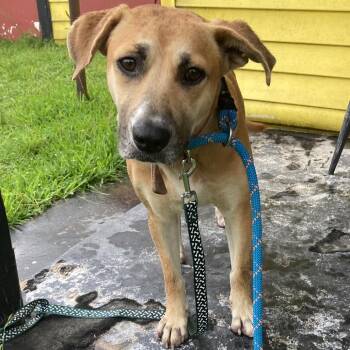 Antoinette -  Beagle and Black Mouth Cur Dog for Adoption in Beaumont, Texas - Antoinette | PetCurious