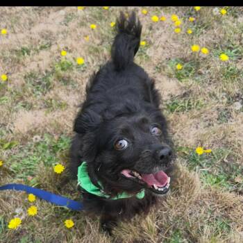Pickles -  Papillon Dog for Adoption in Port Angeles, Washington - Pickles | PetCurious