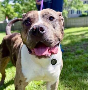 Pit Bull Terrier Dogs Available for Adoption in Franklin, Tennessee - Meatball | PetCurious