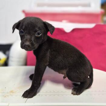 Noir -  Setter and Chihuahua Dog for Adoption in Wahiawa, Hawaii - Noir | PetCurious