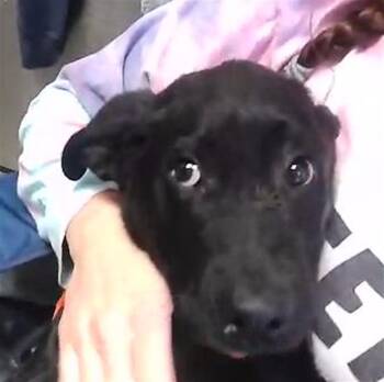 Labrador Retriever and Mixed Breed Dogs Available for Adoption in Tulsa, Oklahoma - TEDDY THE YETI | PetCurious