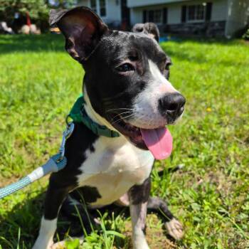 Muriel -  Mixed Breed Dog for Adoption in Fredericksburg, Virginia - Muriel | PetCurious