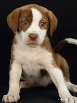 Ellen DeGeneruff -  Hound and Boxer Dog Available for Adoption in Newland, North Carolina - Ellen DeGeneruff | PetCurious