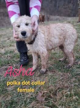 Asha -  Goldendoodle Dog Available for Adoption in Mauston, Wisconsin - Asha | PetCurious