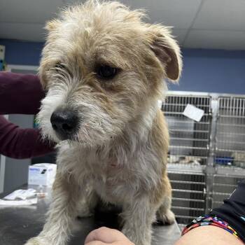 Roberto -  Terrier and Mixed Breed Dog for Adoption in Marble, North Carolina - Roberto | PetCurious