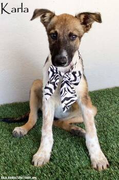 Rescue Belgian Shepherd Malinois Dogs for Adoption in San Diego, California - Karla | PetCurious
