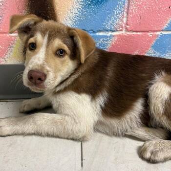 Kendrick -  Australian Shepherd Dog for Adoption in Lufkin, Texas - Kendrick | PetCurious