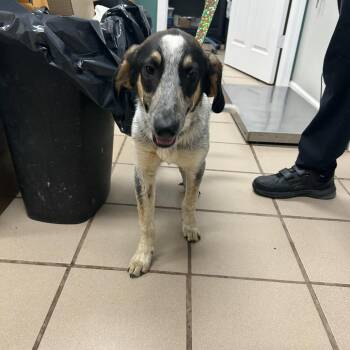 Bluetick Coonhound Dogs Available for Adoption in Starkville, Mississippi - Peppy | PetCurious