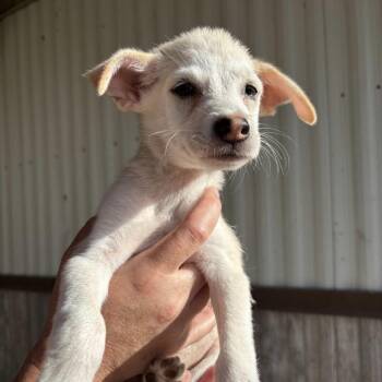 SIMON -  Chihuahua and Dachshund Dog for Adoption in Waterford, New Jersey - SIMON | PetCurious
