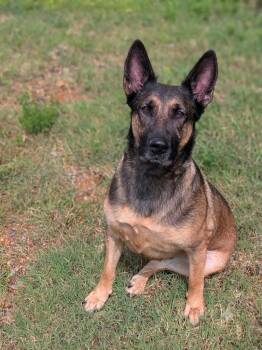 Violette -  Belgian Shepherd Malinois Dog for Adoption in Springfield, Tennessee - Violette | PetCurious