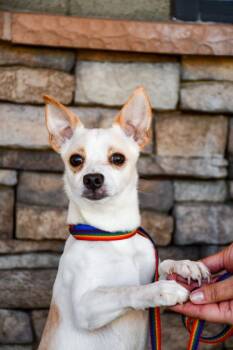 Tajin -  Chihuahua and Mixed Breed Dog for Adoption in Yakima, Washington - Tajin | PetCurious