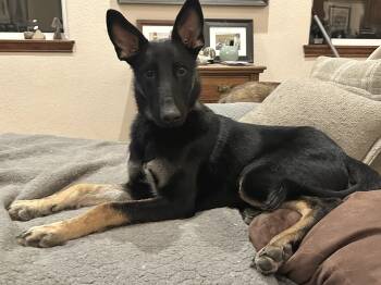 Rescue German Shepherd Dog Dogs for Adoption in Carr, Colorado - Rocky | PetCurious