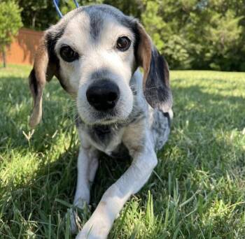 Jesse -  Beagle Dog for Adoption in Mt. Juliet, Tennessee - Jesse | PetCurious