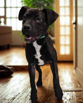 Boxer and Pit Bull Terrier Dogs Available for Adoption in Youngsville, North Carolina - Rossi | PetCurious