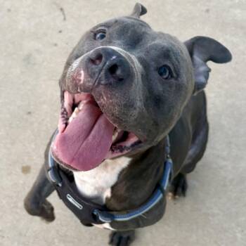 Rescue Pit Bull Terrier Dogs for Adoption in Charles City, Iowa - Ollie | PetCurious