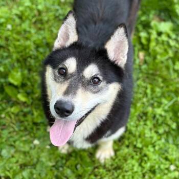 Husky Dogs Available for Adoption - Maleficent | PetCurious