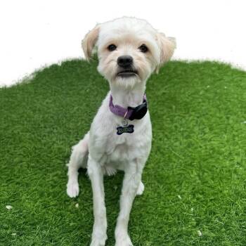 Maltese and Poodle Dogs Available for Adoption in Palo Alto, California - Kindred | PetCurious