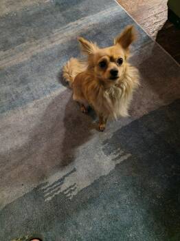 Chihuahua Dogs Available for Adoption in Lincoln Park, Michigan - King | PetCurious