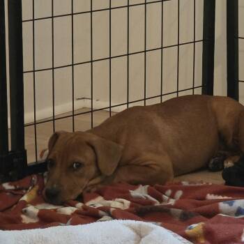 Piper -  Pit Bull Terrier Dog for Adoption in Pensacola, Florida - Piper | PetCurious